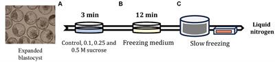 Slow freezing cryopreservation of Korean bovine blastocysts with an additional sucrose pre-equilibration step